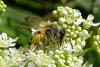 Andrena gravida